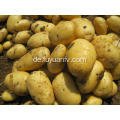 Export frischer holländischer Kartoffeln nach Srilanka